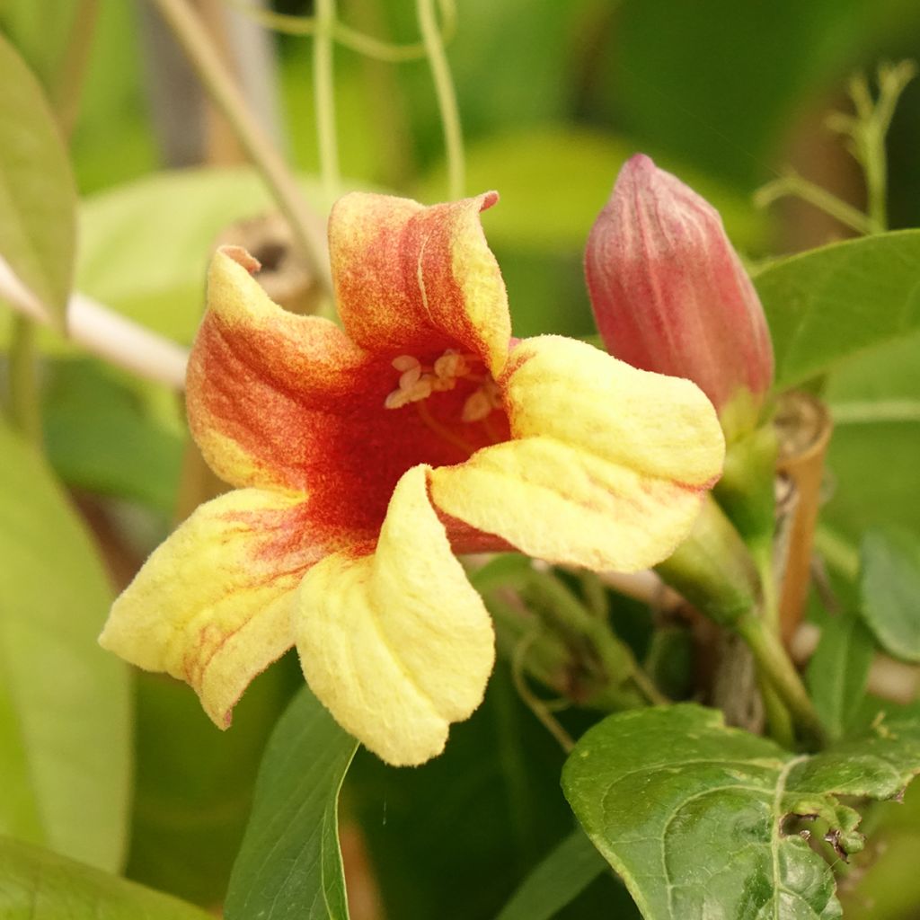 Campsis capreolata - Bignone à vrilles