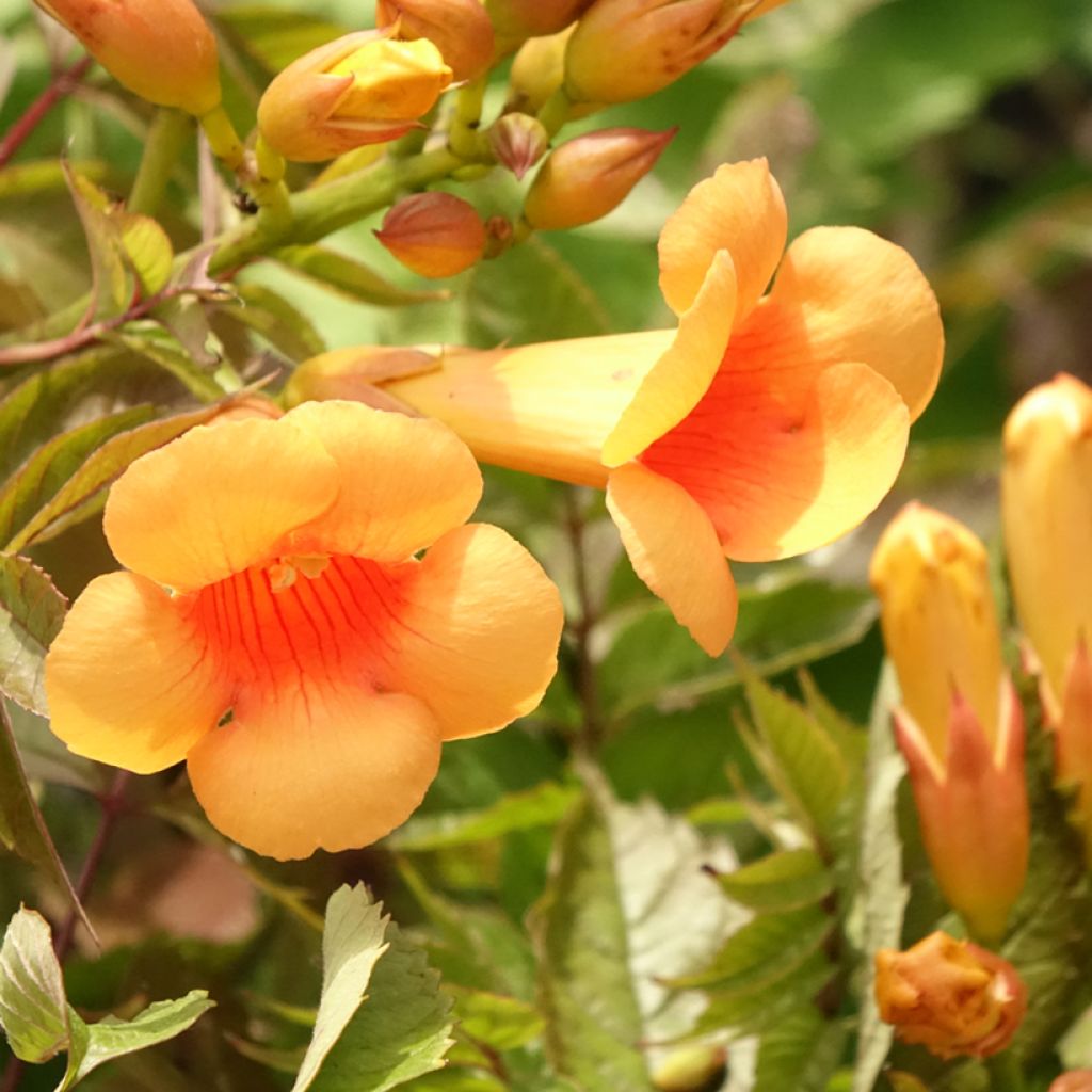Campsis radicans Indian Summer - Bignone de Virginie 