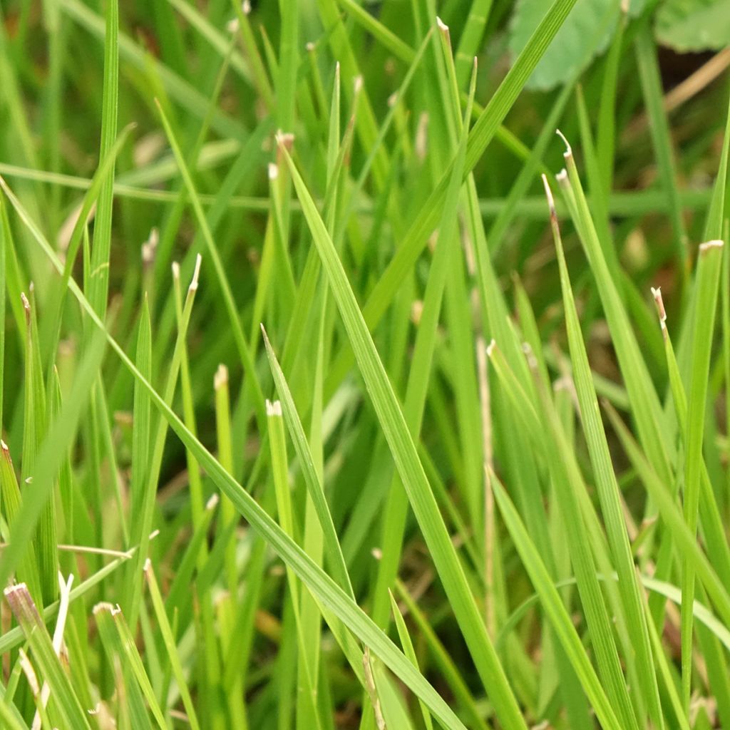 Canche cespiteuse Tauträger - Deschampsia cespitosa