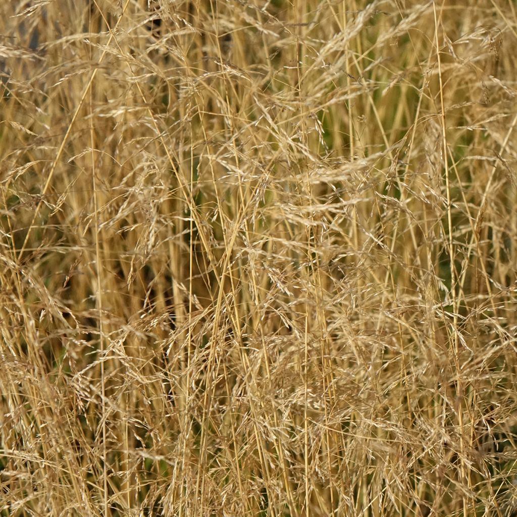 Canche cespiteuse Vivipara - Deschampsia cespitosa