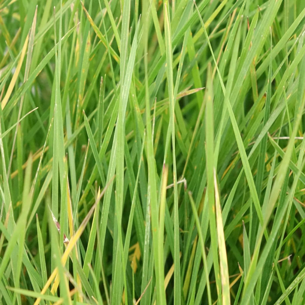 Canche cespiteuse Vivipara - Deschampsia cespitosa