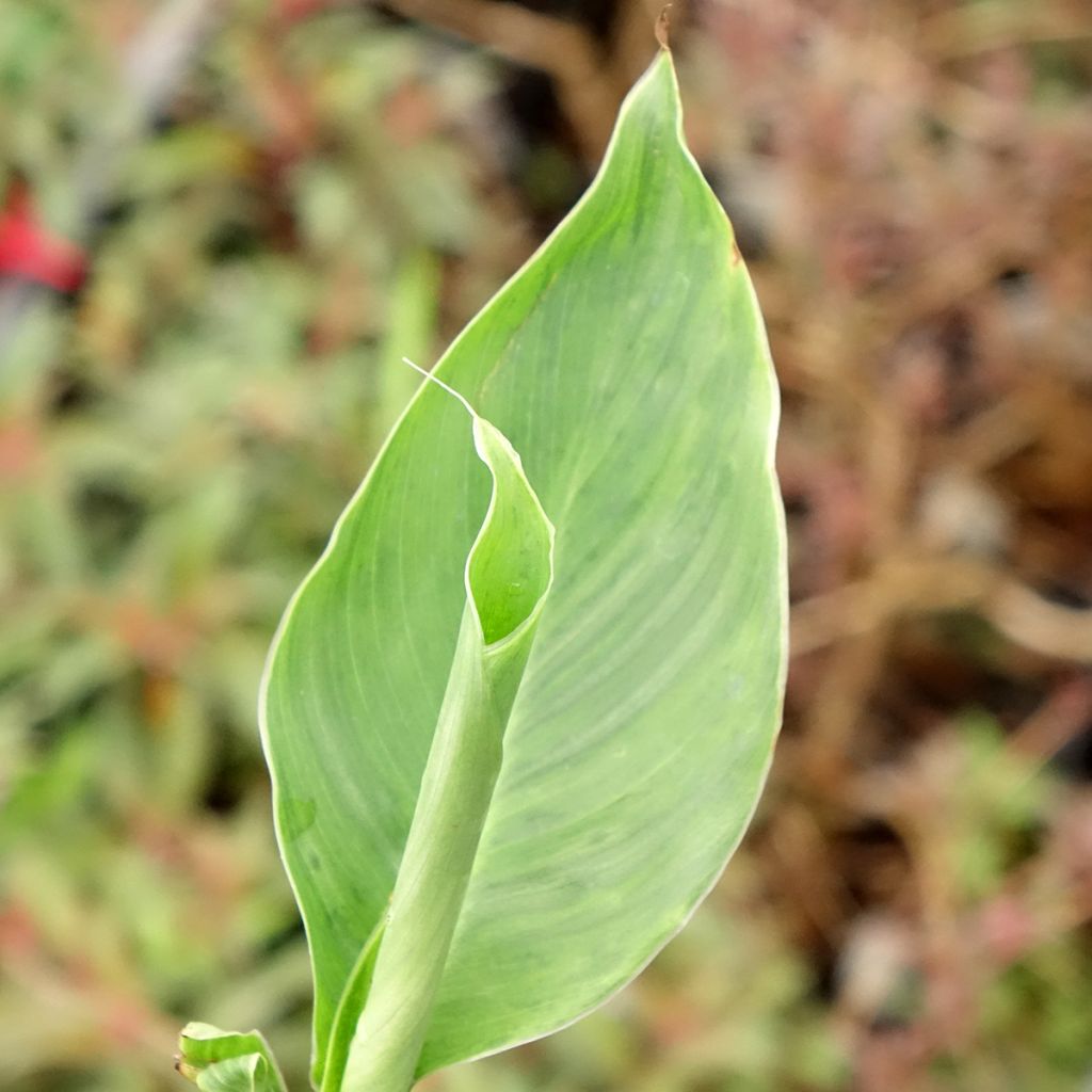 Canna Confetti - Balisier crème picté de rose