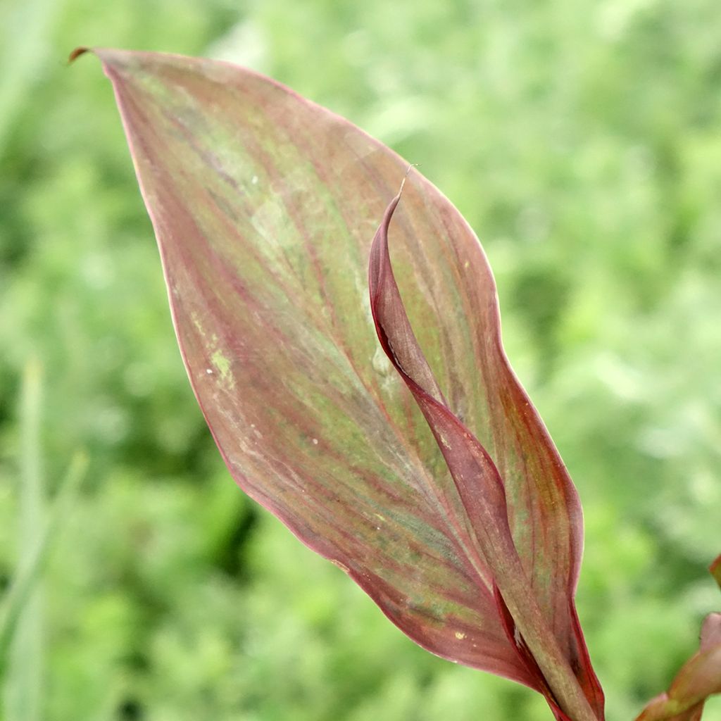 Canna Feu Magique