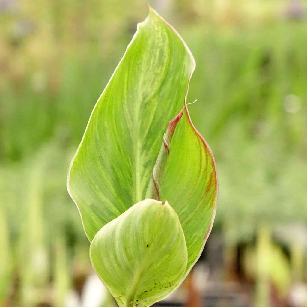 Canna Lucifer - Balisier nain à fleurs rouge liséré de jaune d'or et à feuillage vert moyen.