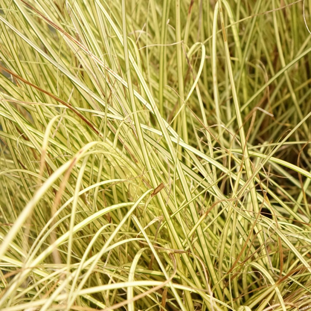 Carex brunnea Jenneke - Laîche