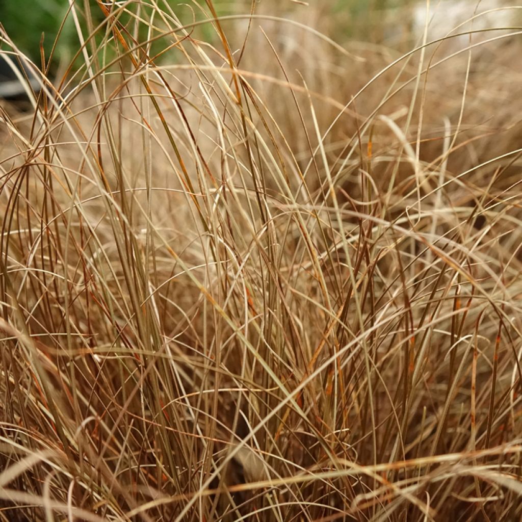 Carex comans Bronze Form - Laîche de Nouvelle-Zélande