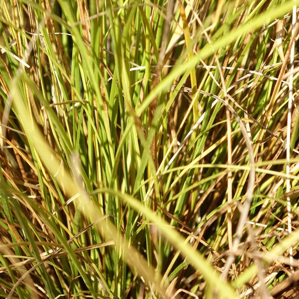 Carex comans Phoenix Green - Laîche de Nouvelle-Zélande 