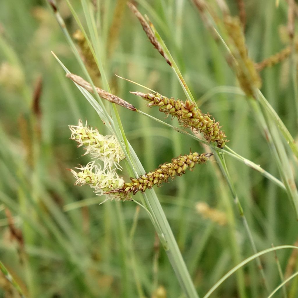 Carex flacca Blue Zinger - Laîche glauque
