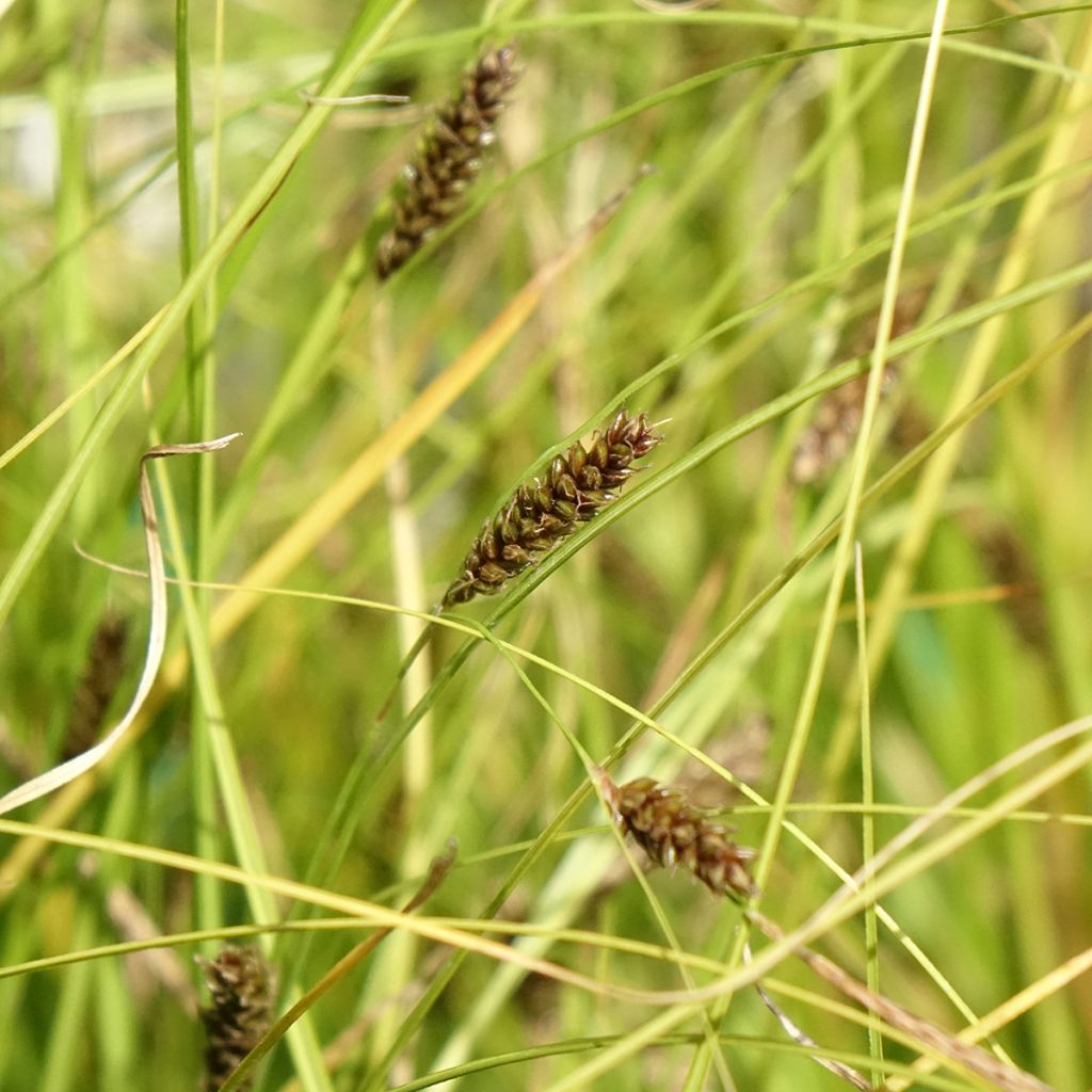 Carex flagellifera Kiwi - Laîche Kiwi 
