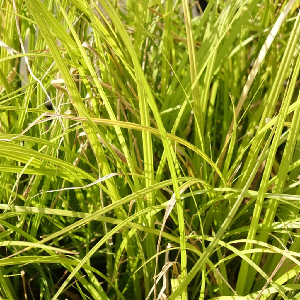 Carex lenta Osaka - Laîche