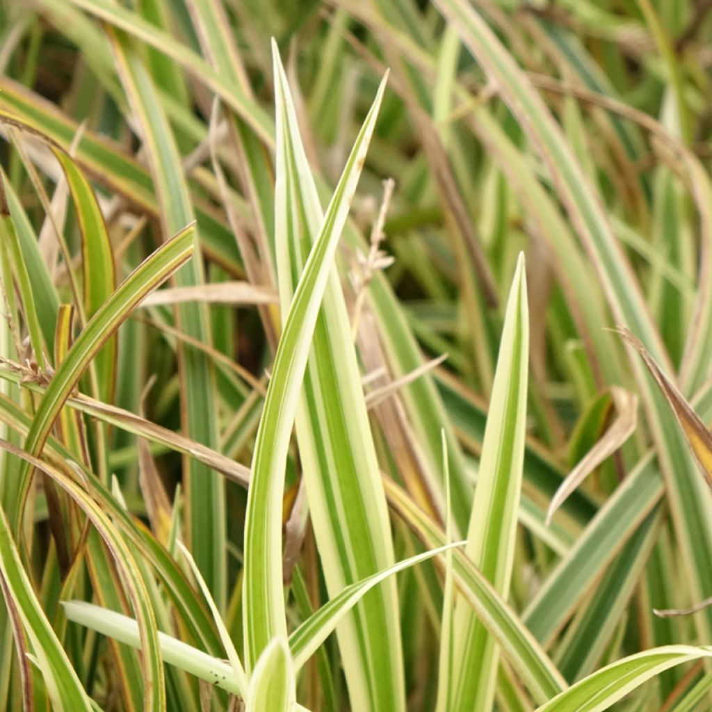 Carex morrowii Goldband - Laîche du Japon