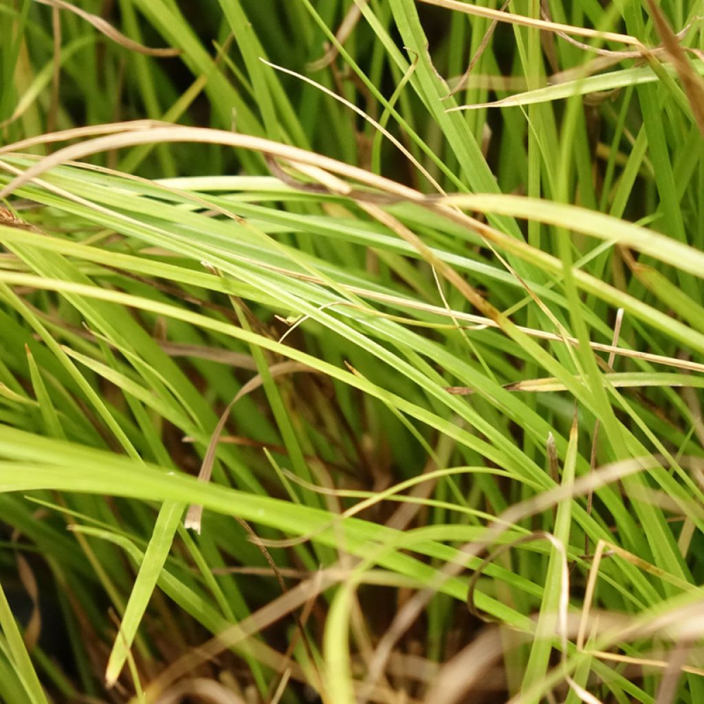 Carex remota - Laîche espacée