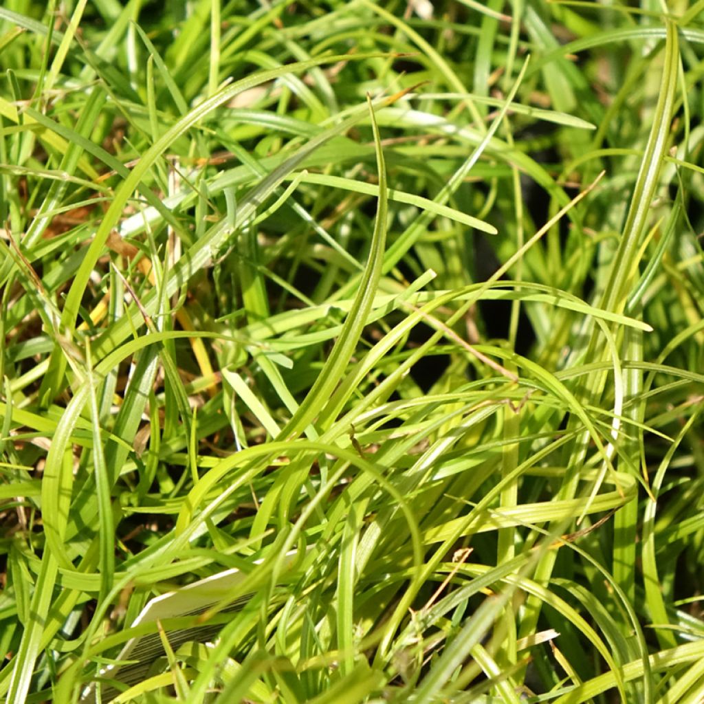 Carex umbrosa - Laîche des ombrages