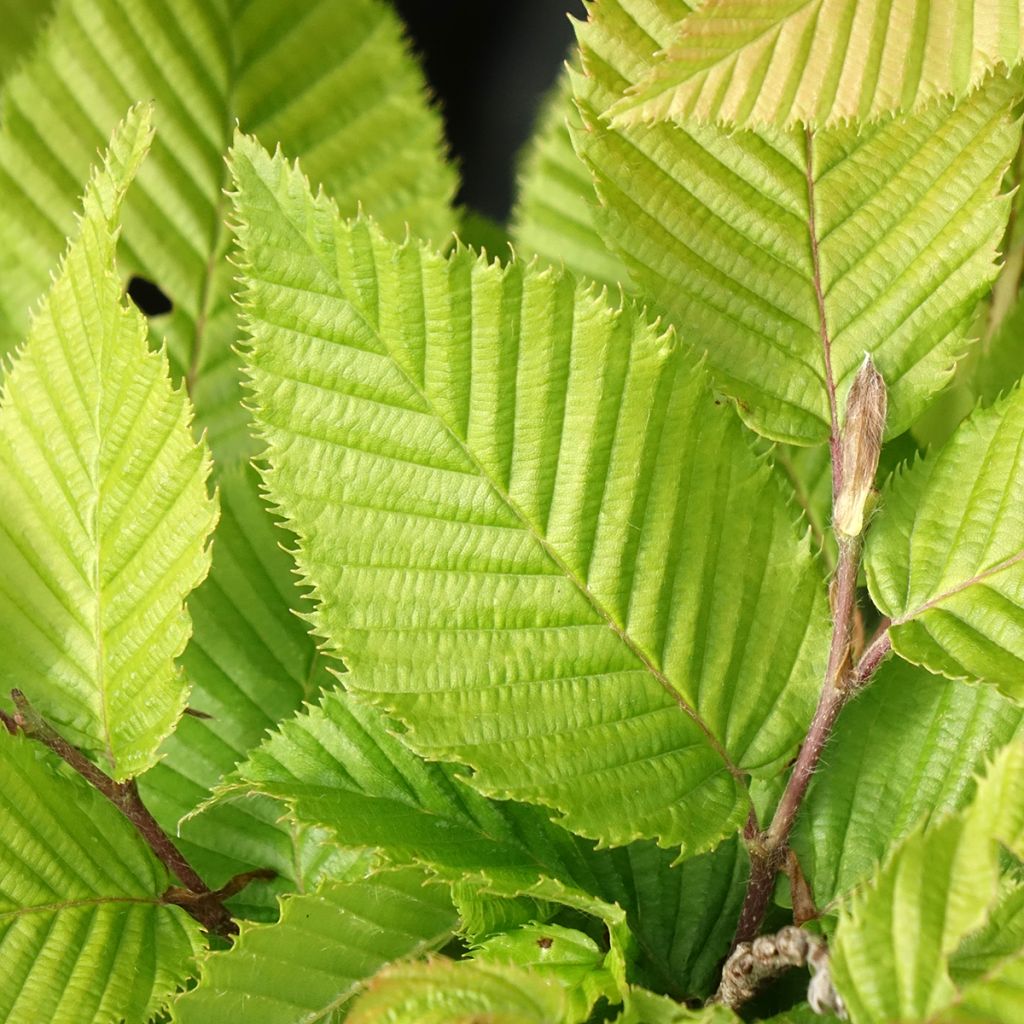 Carpinus betulus A. Beeckman - Charme commun