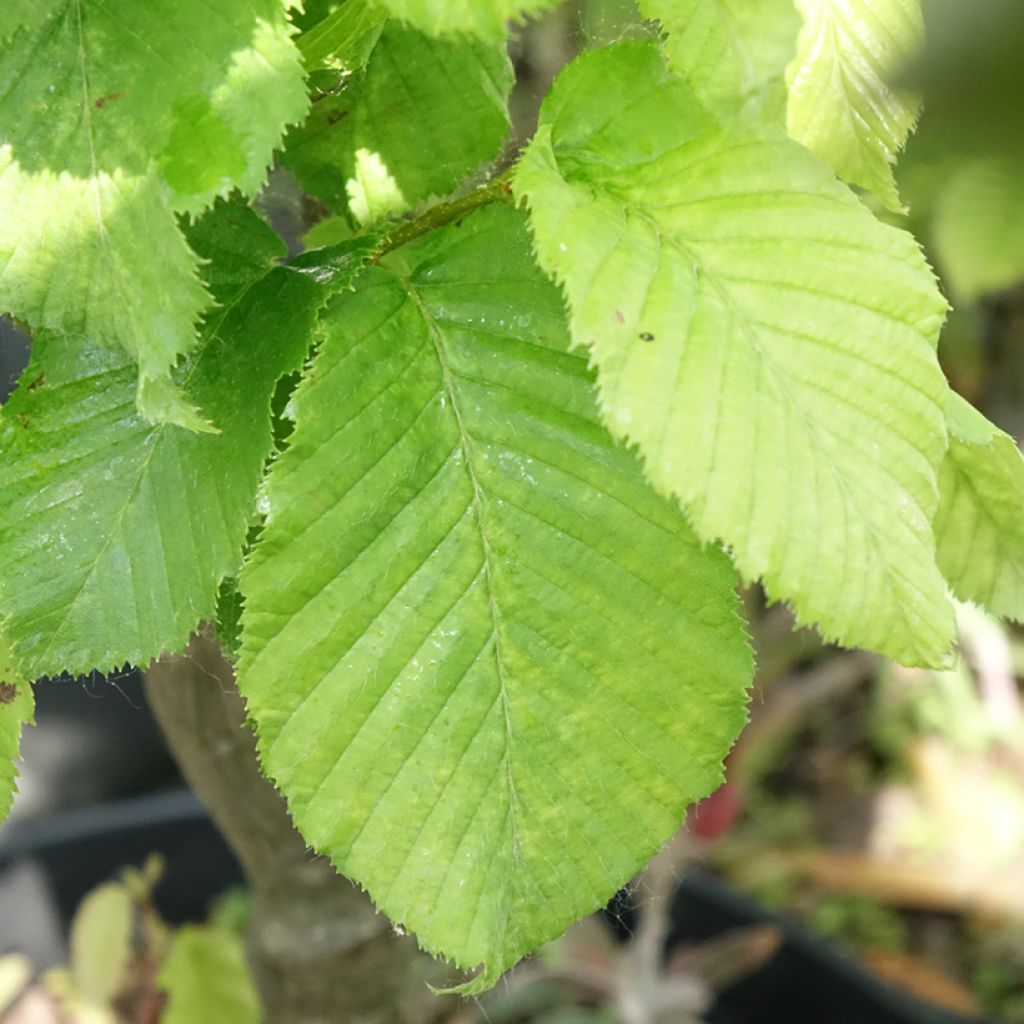 Carpinus betulus Globus - Charme commun globuleux