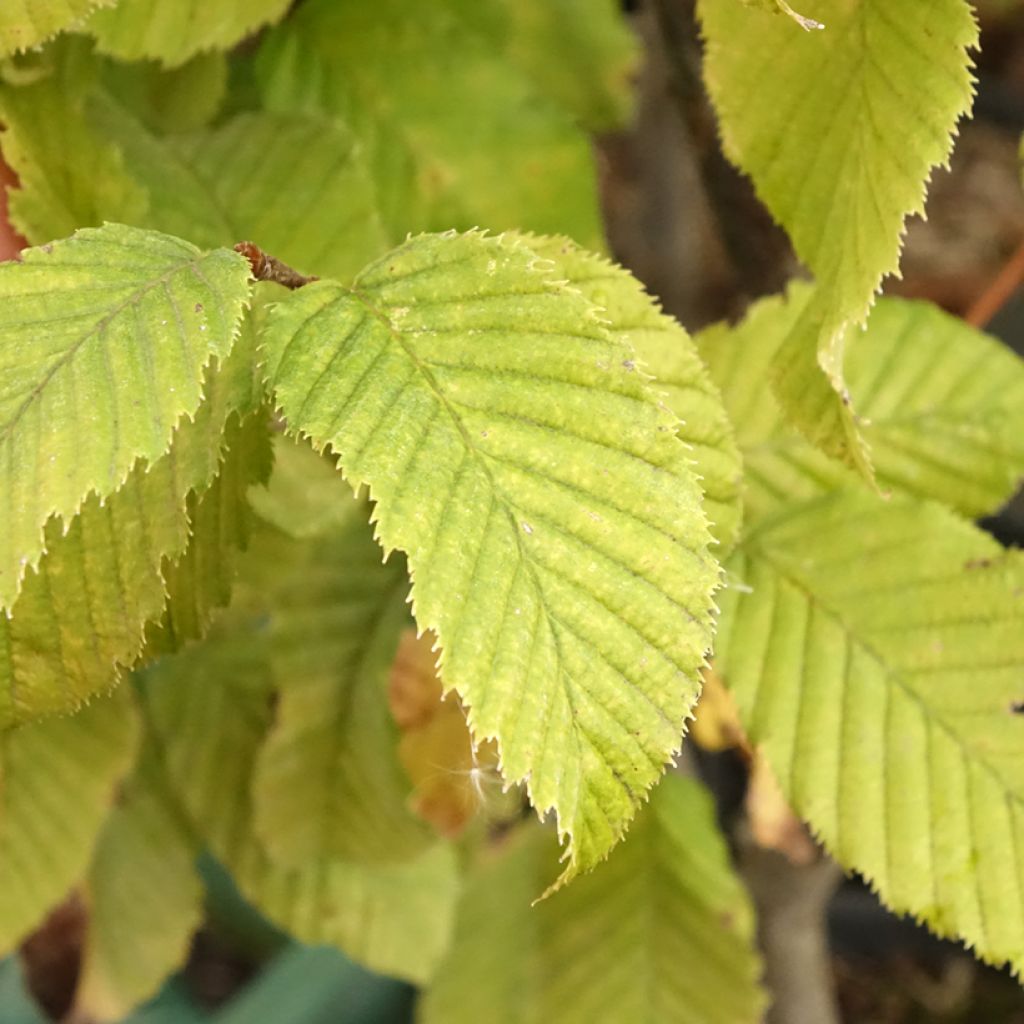 Carpinus betulus Monumentalis - Charme commun