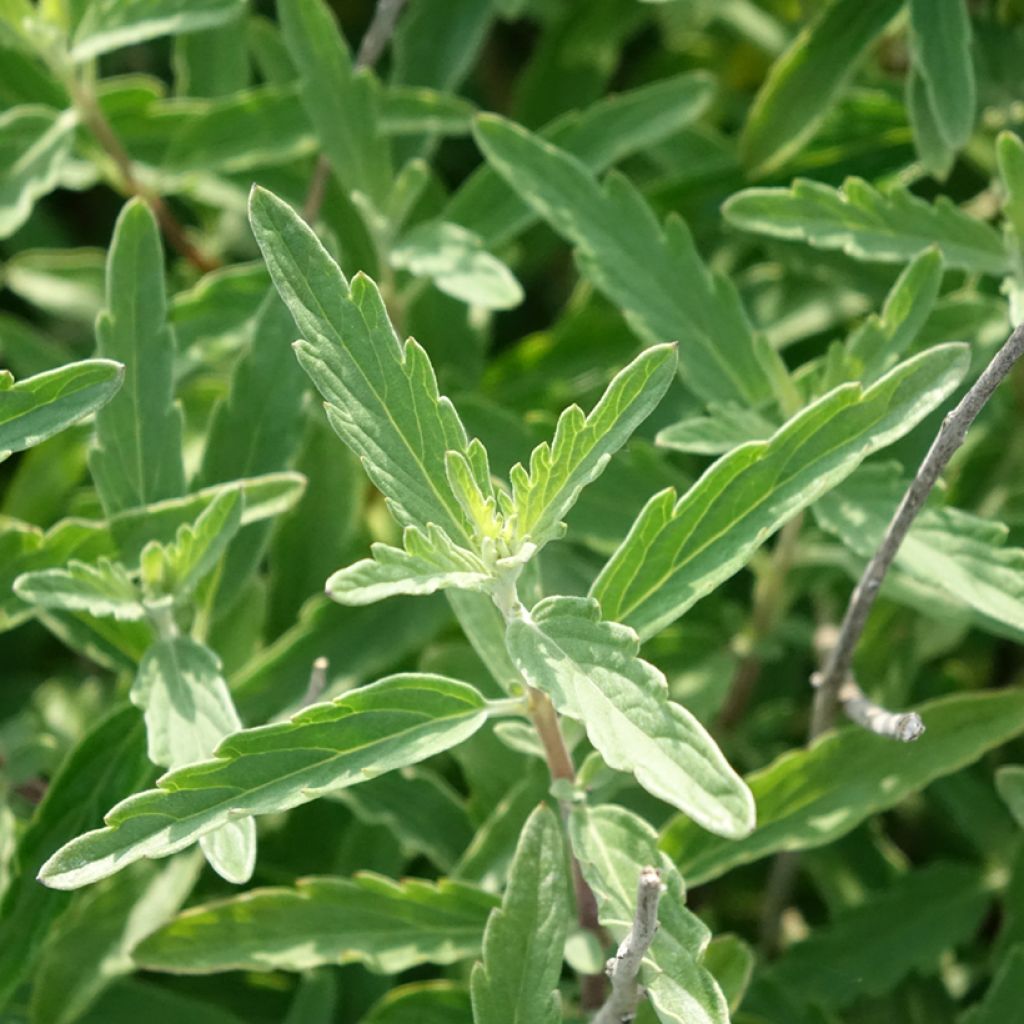 Caryopteris clandonensis Stephi - Spirée bleue