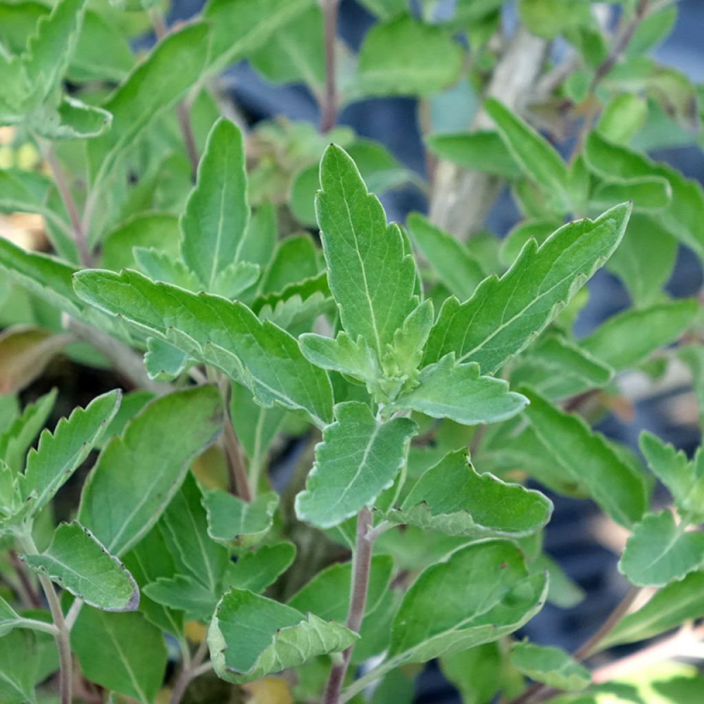 Caryopteris x clandonensis Blue Fountain