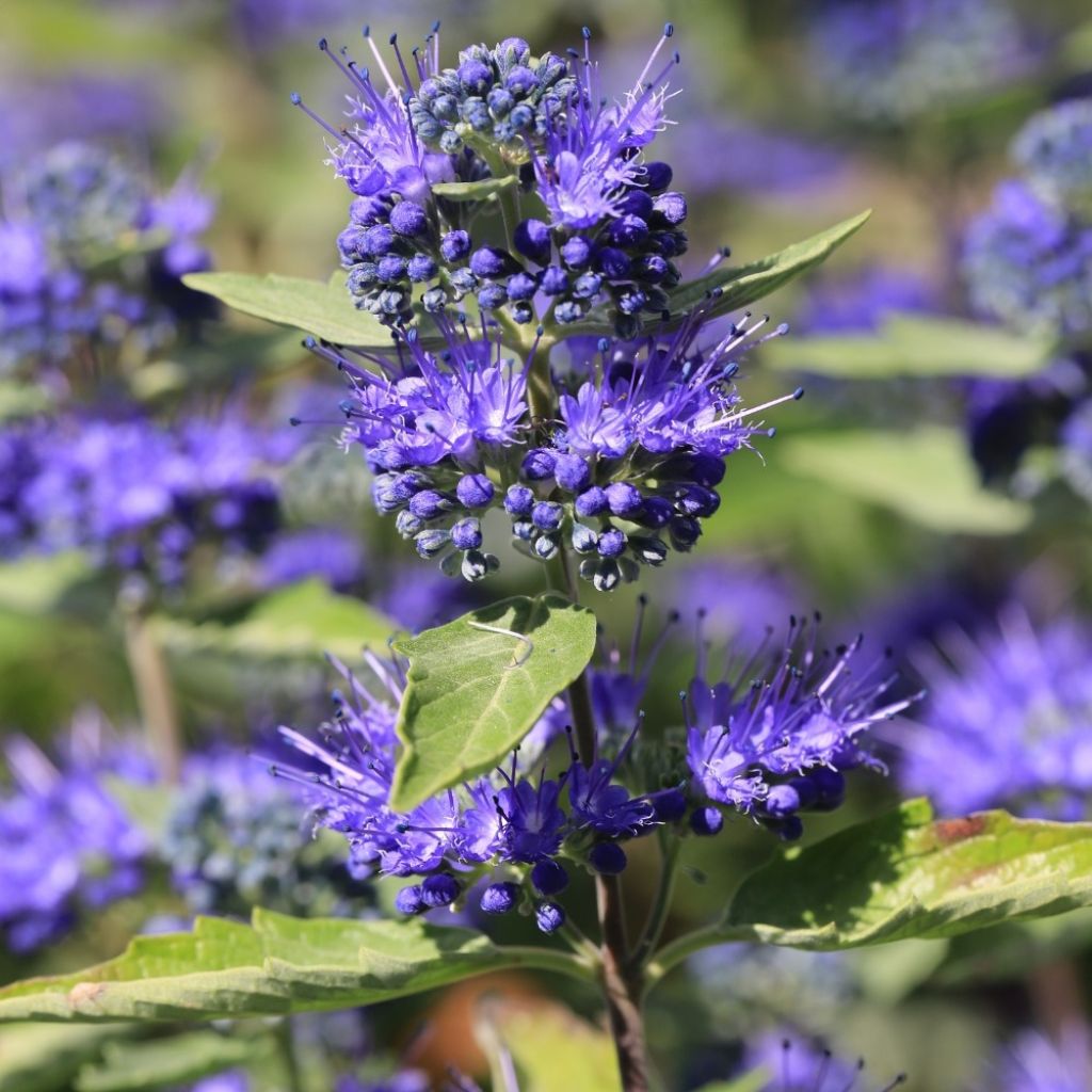 Caryopteris clandonensis Heavenly Blue - Spirée bleue