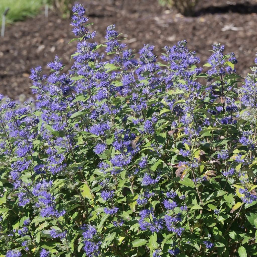 Caryopteris clandonensis Heavenly Blue - Spirée bleue