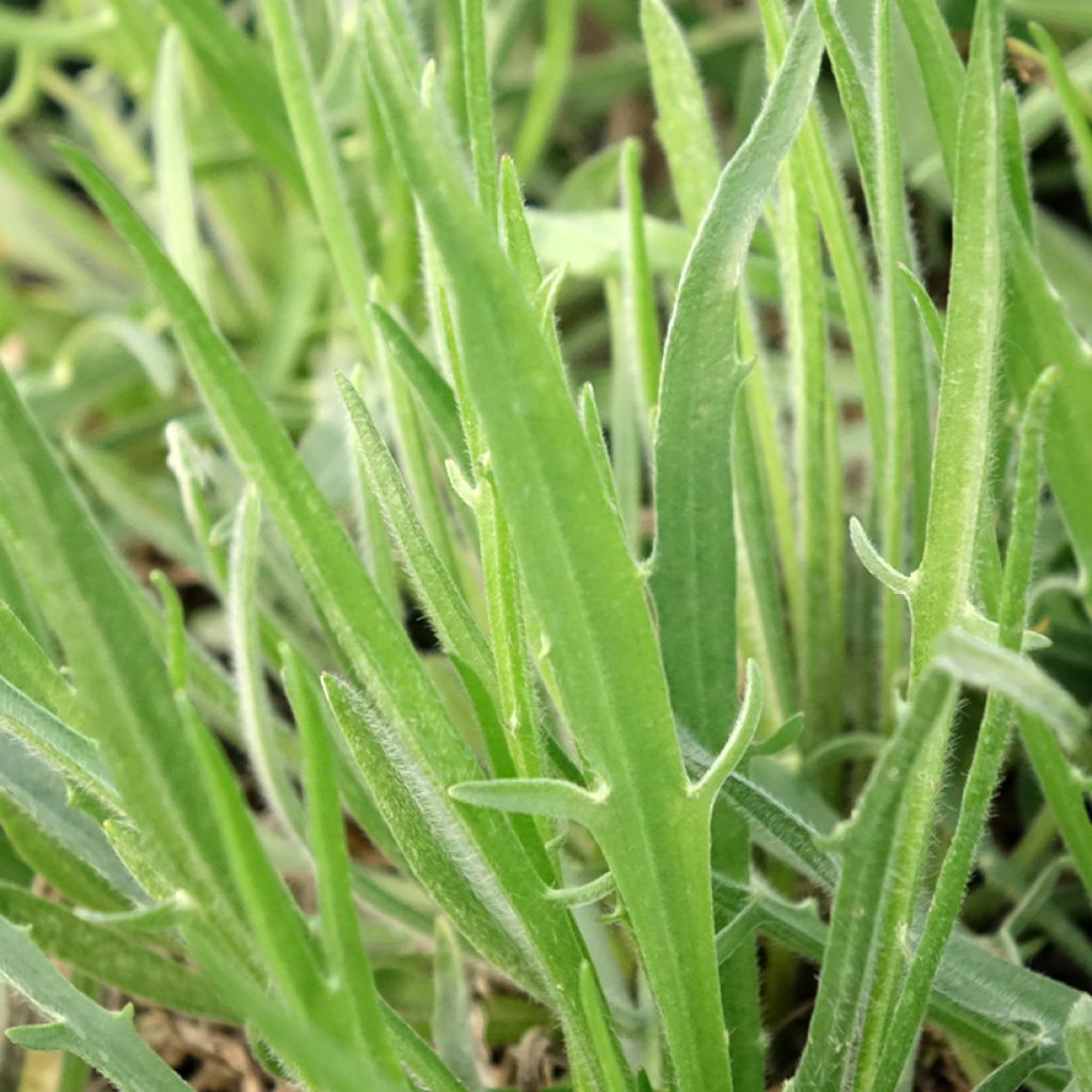 Catananche caerulea Alba - Cupidone blanche