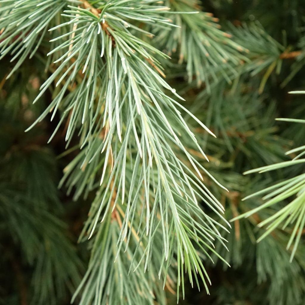 Cèdre de l'Himalaya Pendula - Cedrus deodara