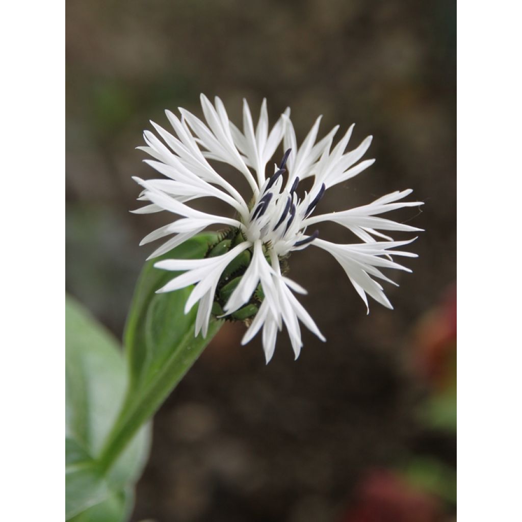 Bleuet des montagnes blanc - Centaurée montana Alba