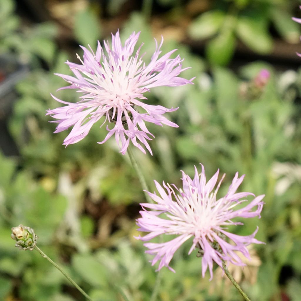 Centaurea bella - Centaurée élégante 