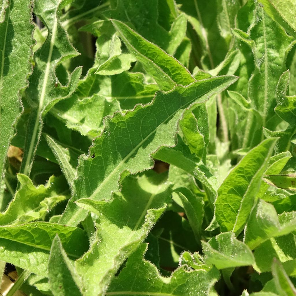Centaurea jacea - Centaurée jacée
