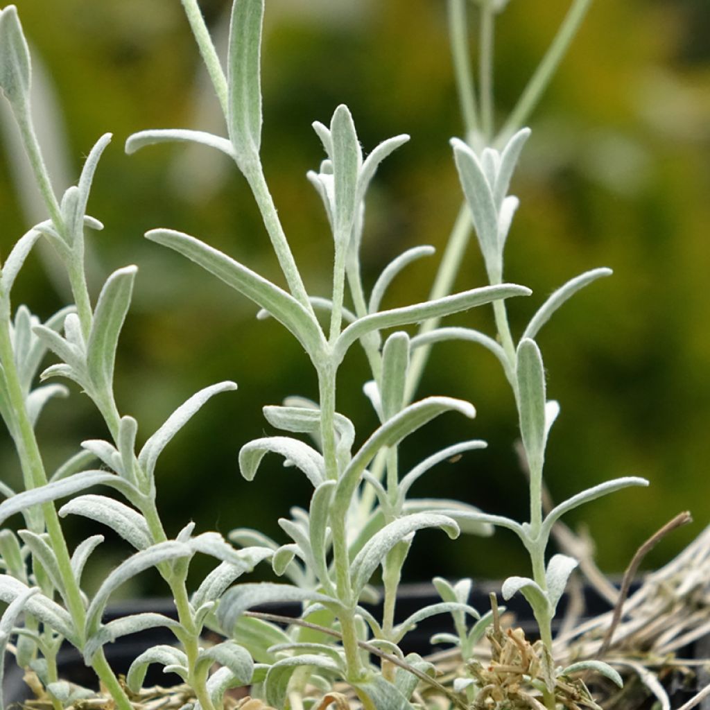 Cerastium tomentosum var. columnae - Oreille de souris - Céraiste Columnae