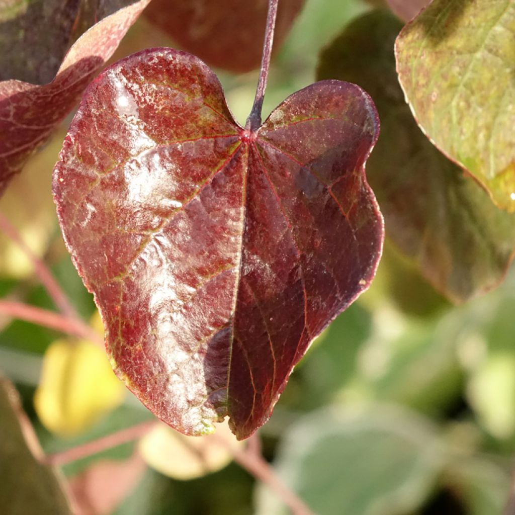 Cercis canadensis Merlot - Gainier du Canada 