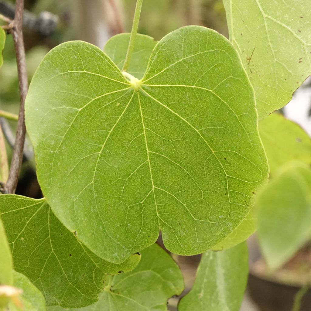 Cercis canadensis Texas White - Gainier du Canada