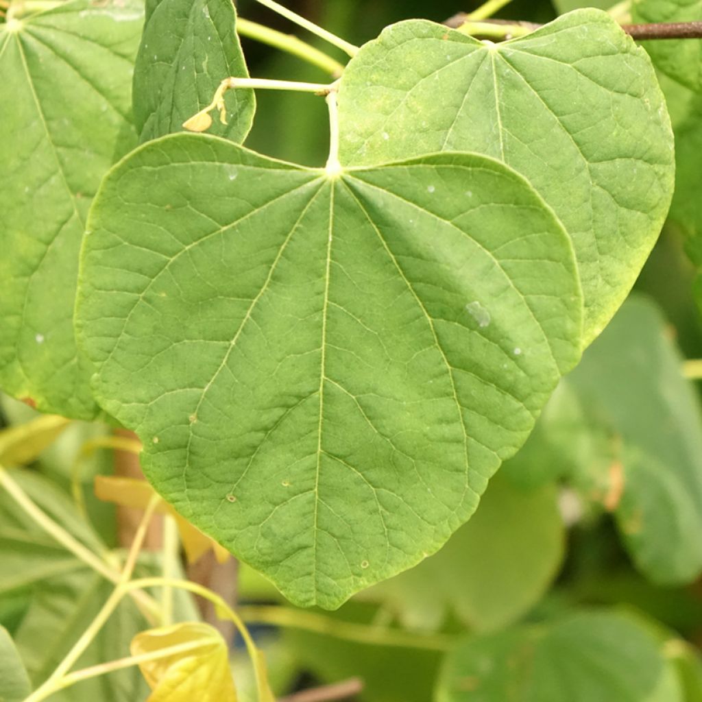 Cercis canadensis The Rising Sun - Gainier du Canada