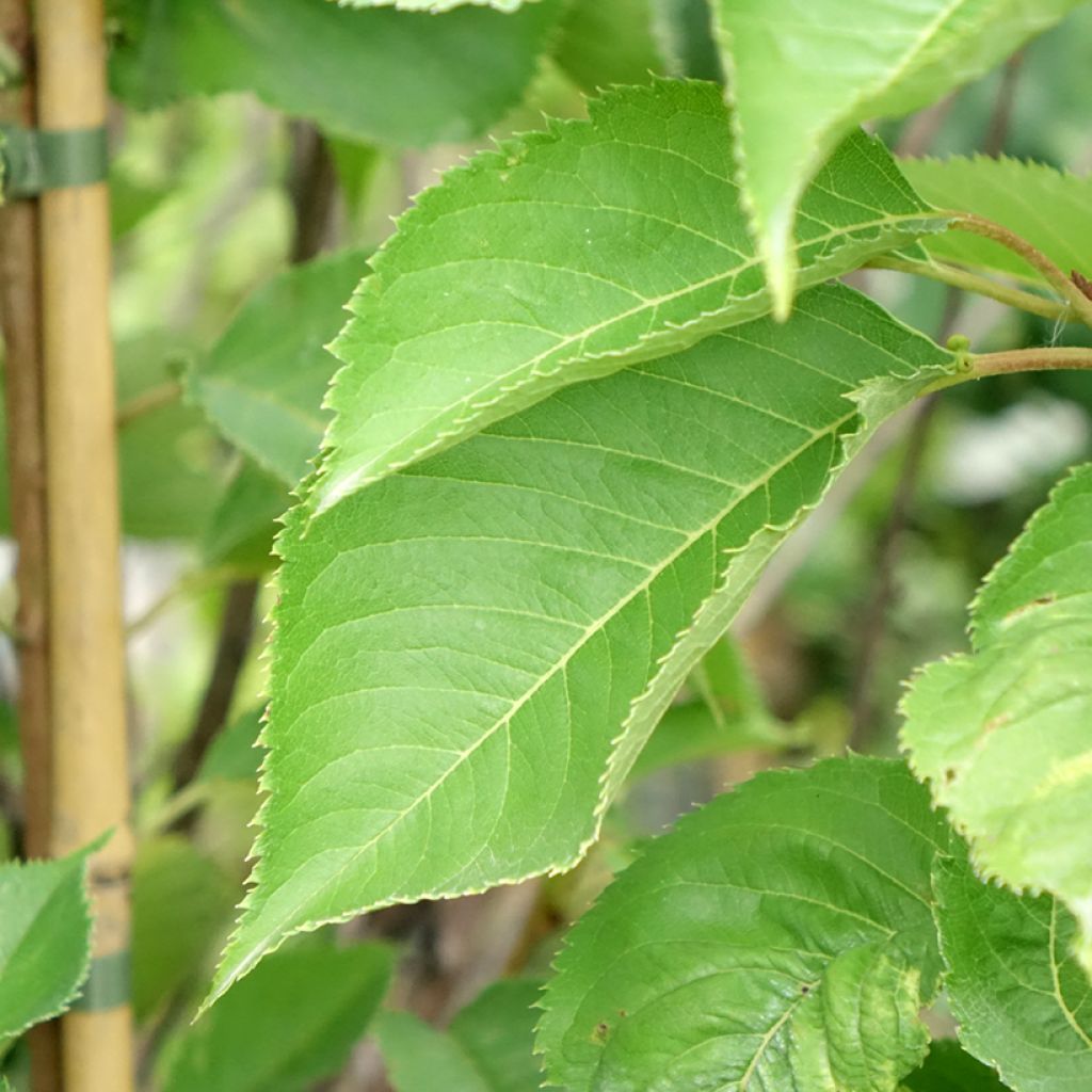 Cerisier à fleurs - Prunus yedoensis 