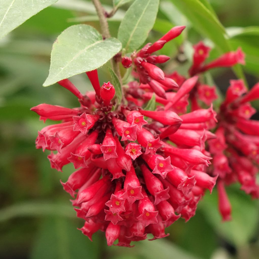 Cestrum elegans (purpureum) Rubrum 