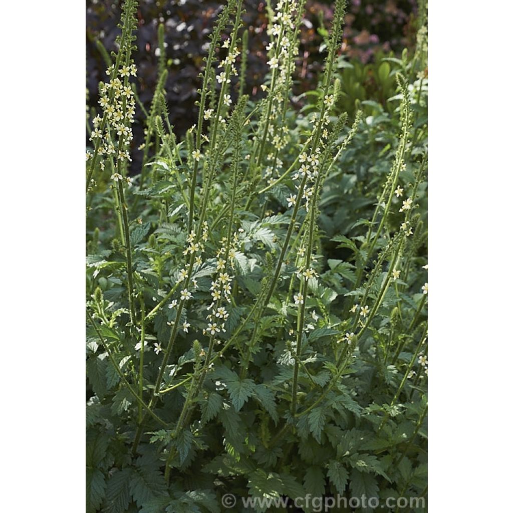 Agrimonia eupatoria Alba