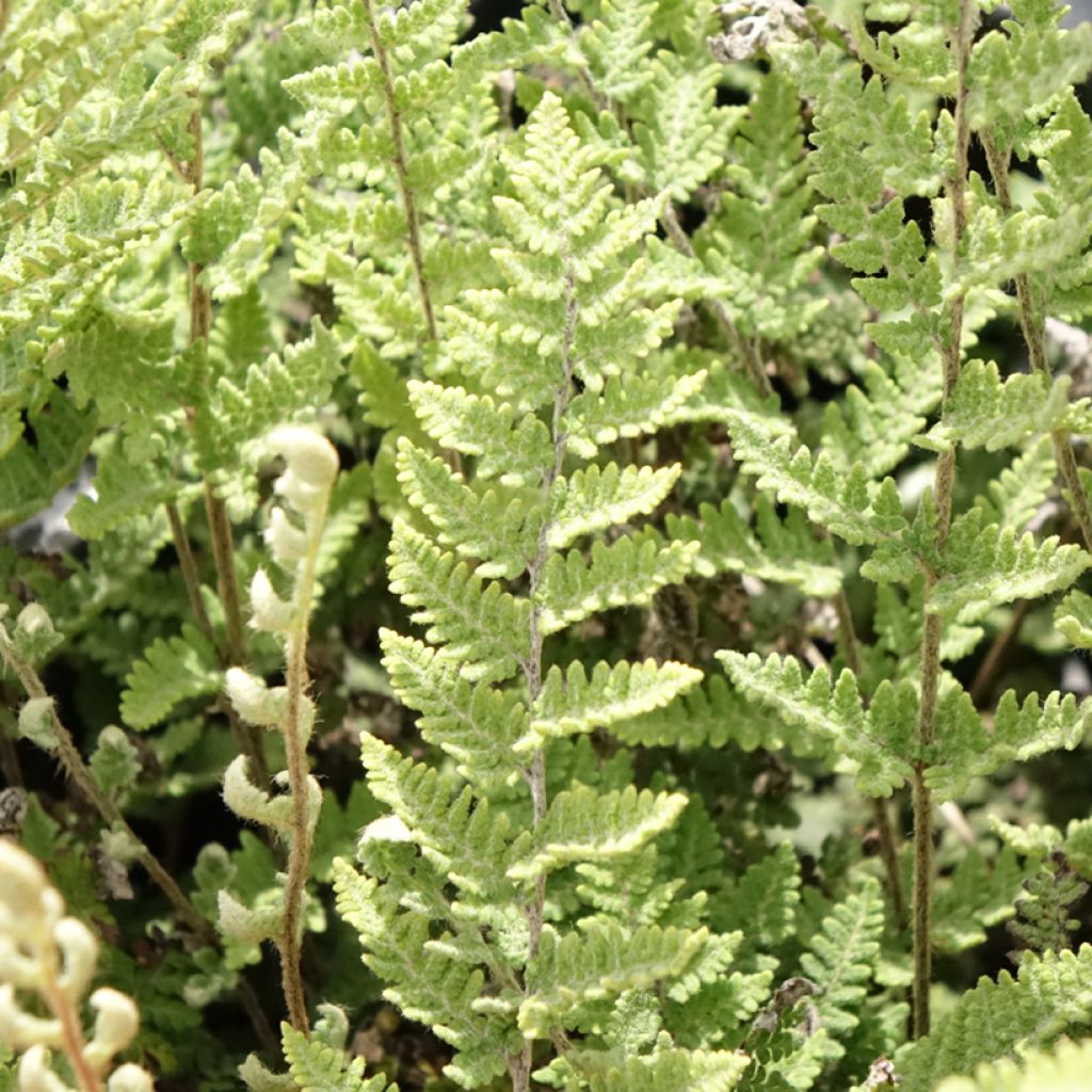 Cheilanthes lanosa Cimbra - Fougère