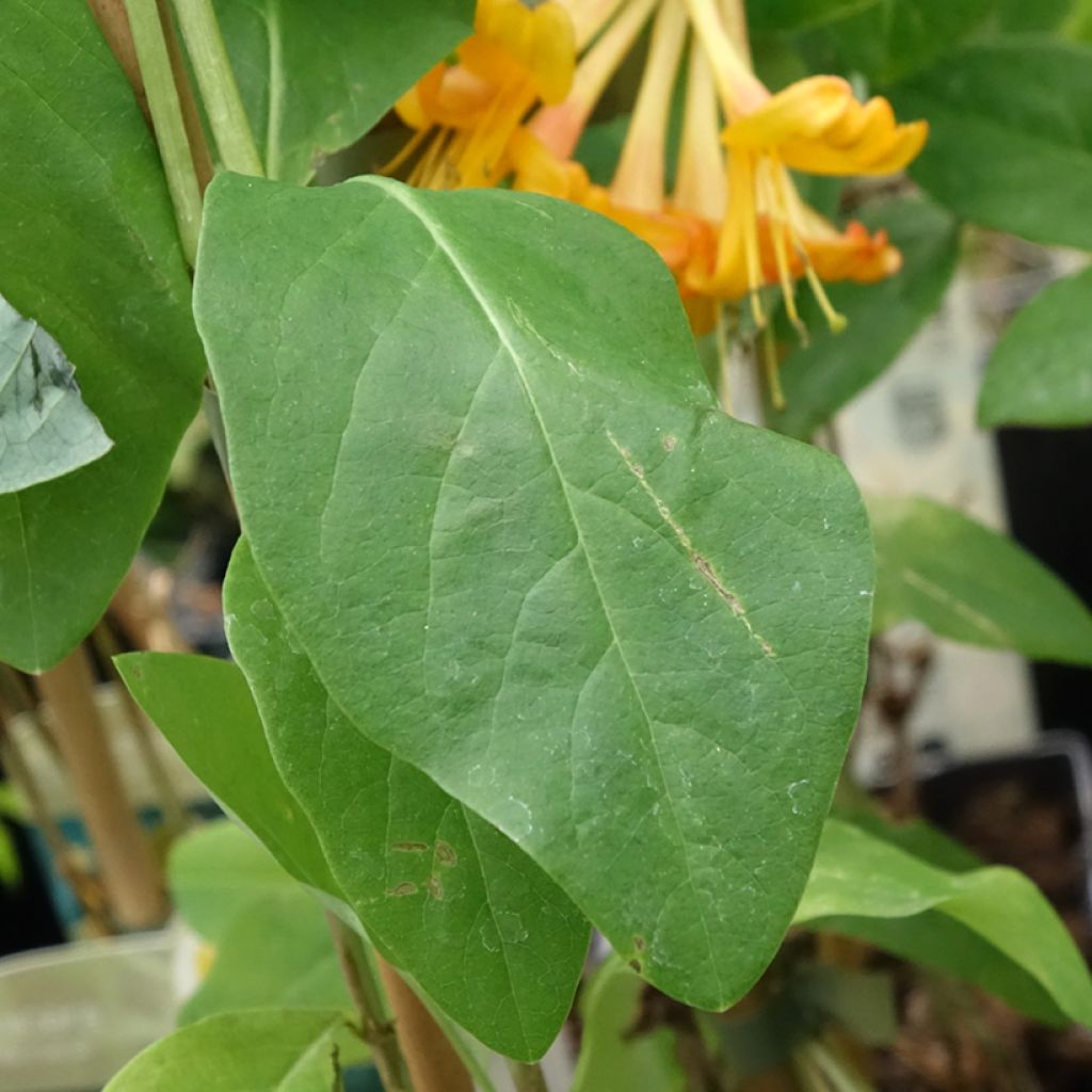 Chèvrefeuille de Tellman - Lonicera tellmaniana