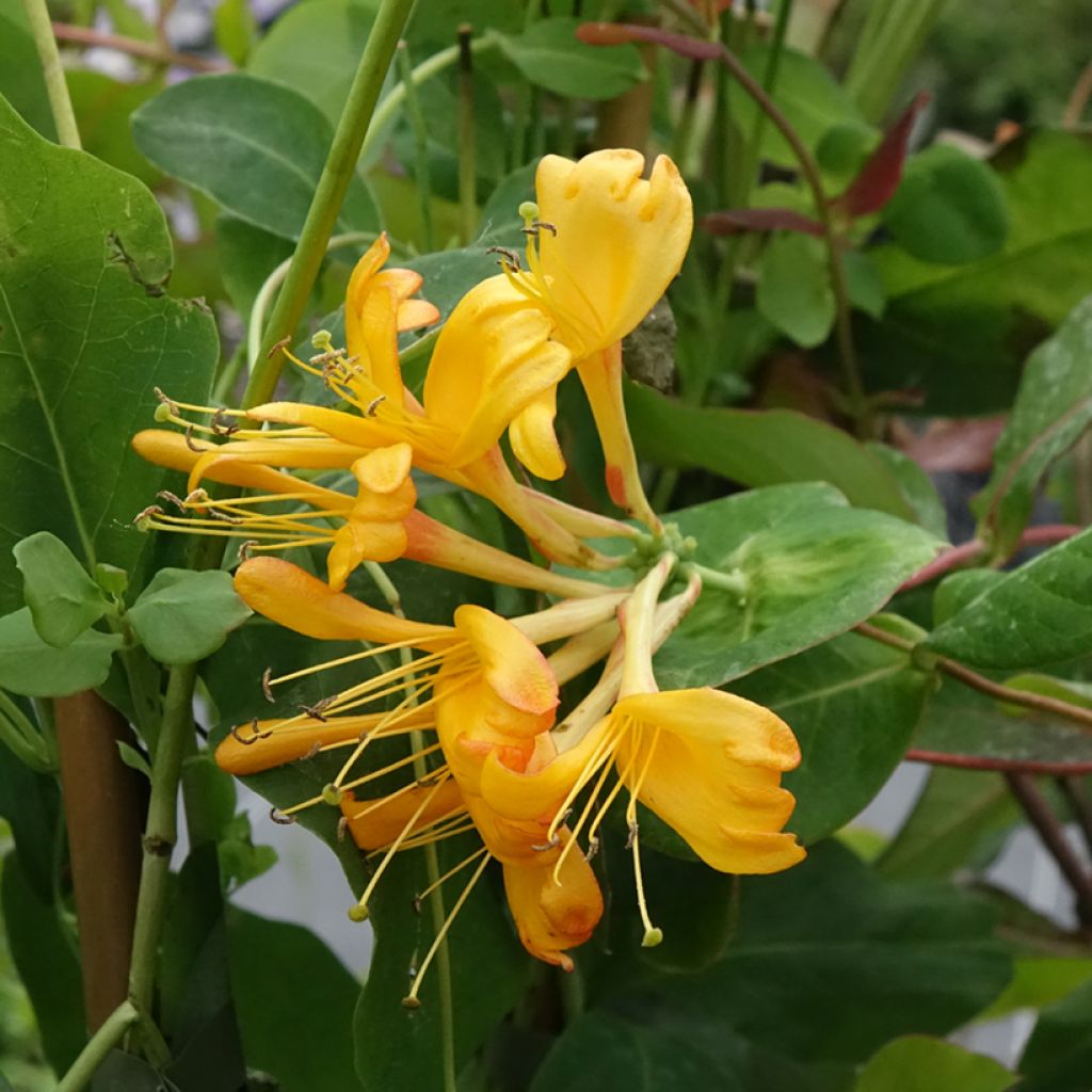 Chèvrefeuille de Tellman - Lonicera tellmaniana