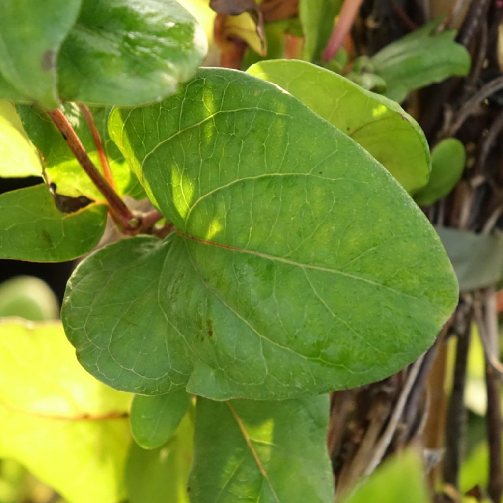Chèvrefeuille du Japon - Lonicera japonica Dart's World