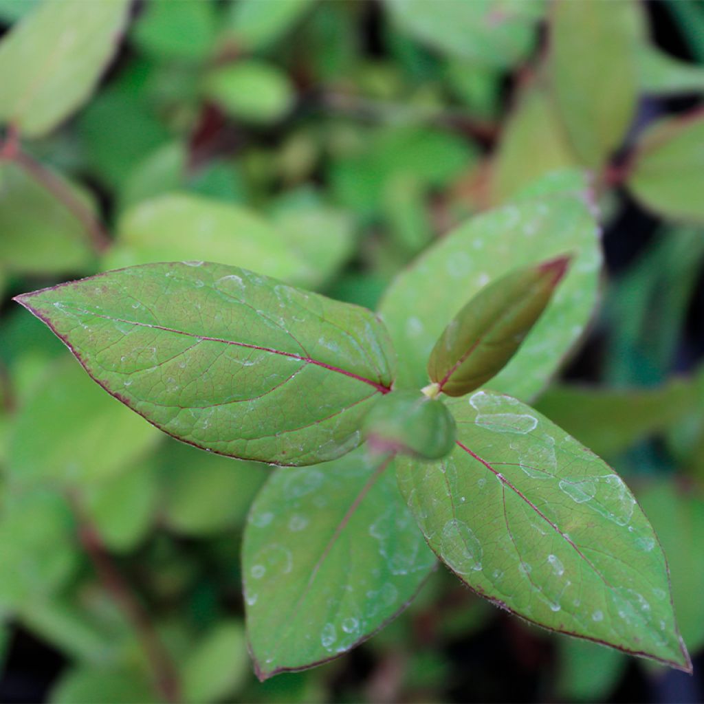 Chèvrefeuille du Japon - Lonicera japonica Sinensis