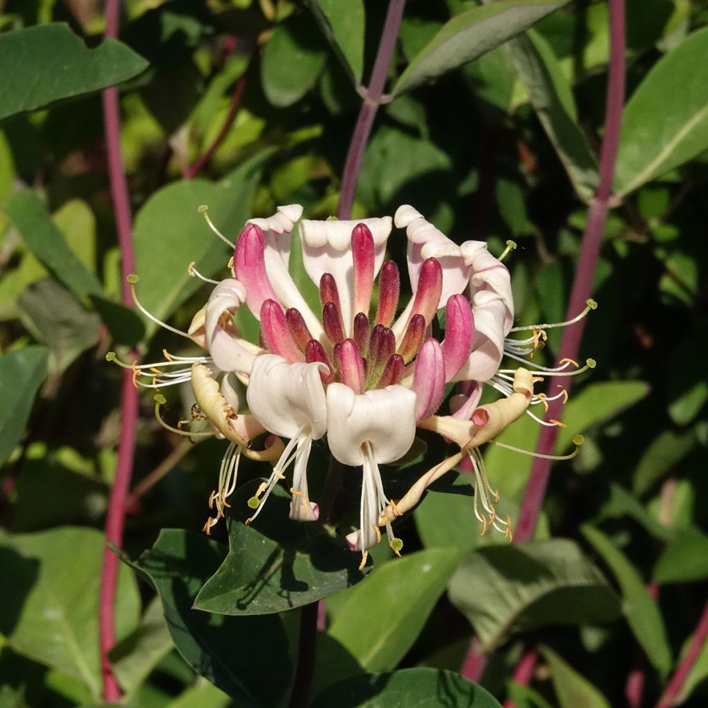 Chèvrefeuille - Lonicera periclymenum Belgica