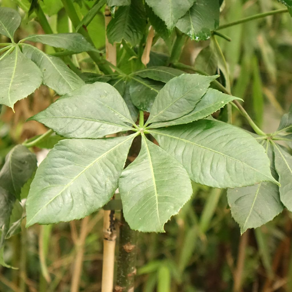 Chorisia ou Ceiba speciosa - Faux Kapokier, Arbre bouteille