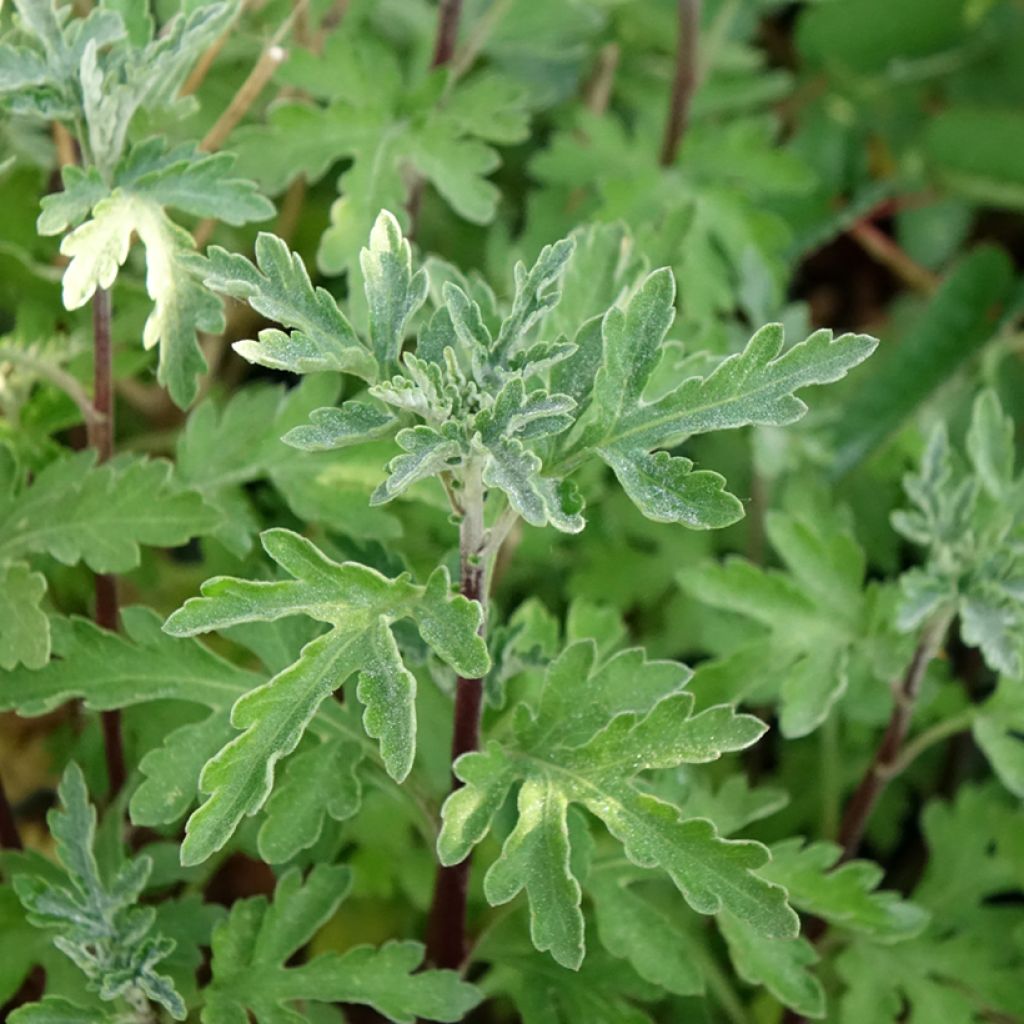 Chrysanthème des jardins Bienchen - Chrysanthemum indicum