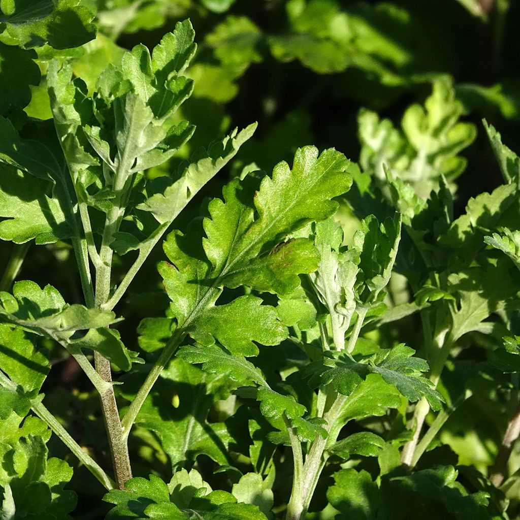 Chrysanthème des jardins Citronella - Chrysanthemum indicum