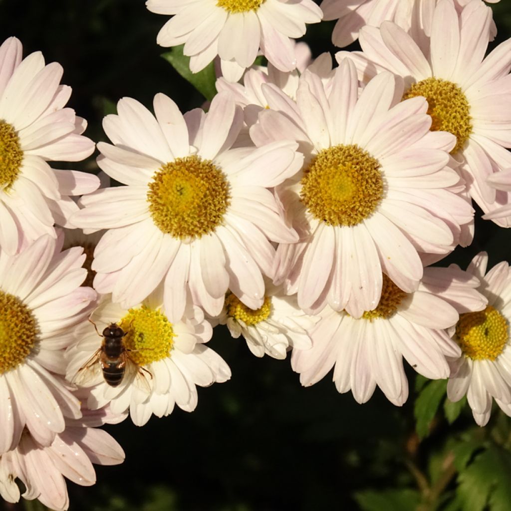 Chrysanthème des jardins Hebe - Chrysanthemum koreanum