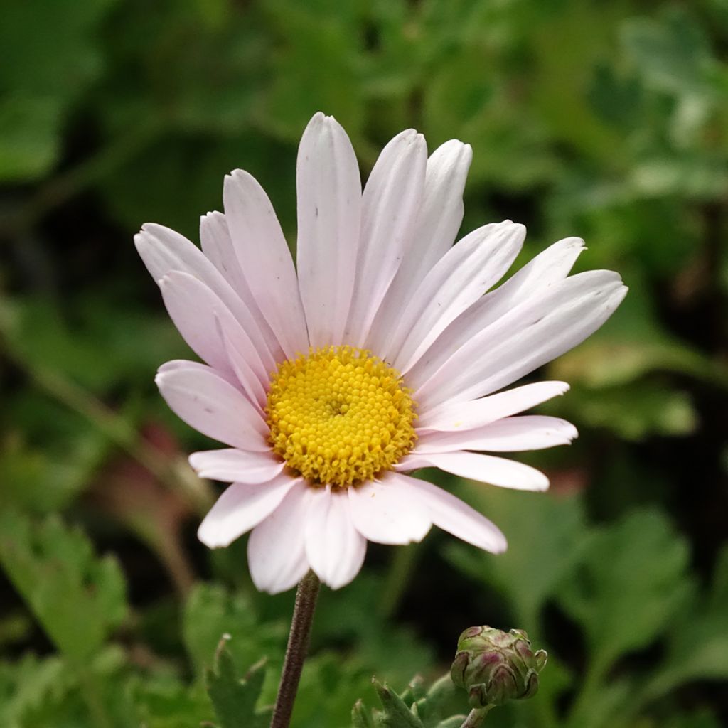 Chrysanthemum arcticum Roseum, Marguerite
