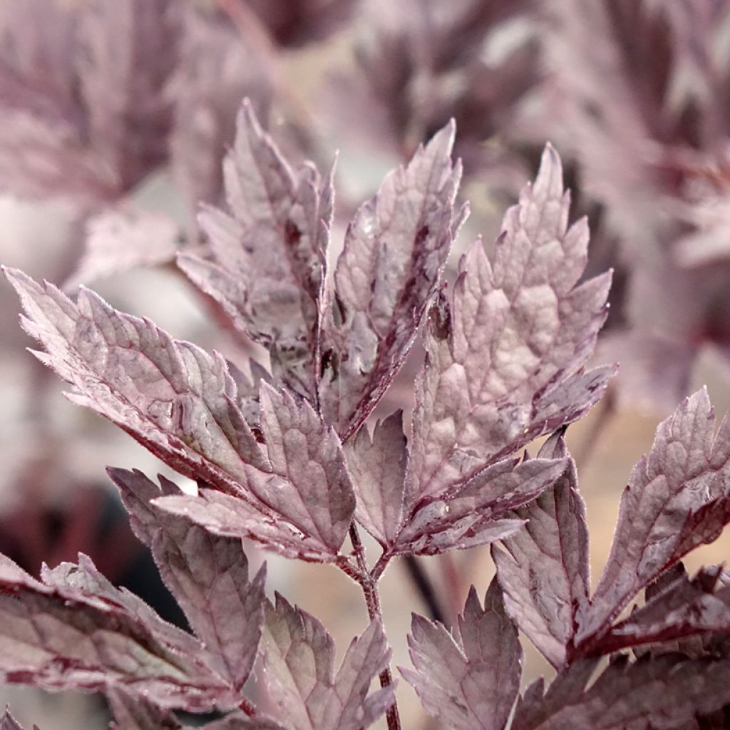 Cierge d'argent - Cimicifuga, Actaea simplex Chocoholic