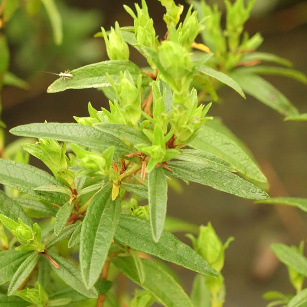 Ciste du Portugal - Cistus x lusitanicus Decumbens