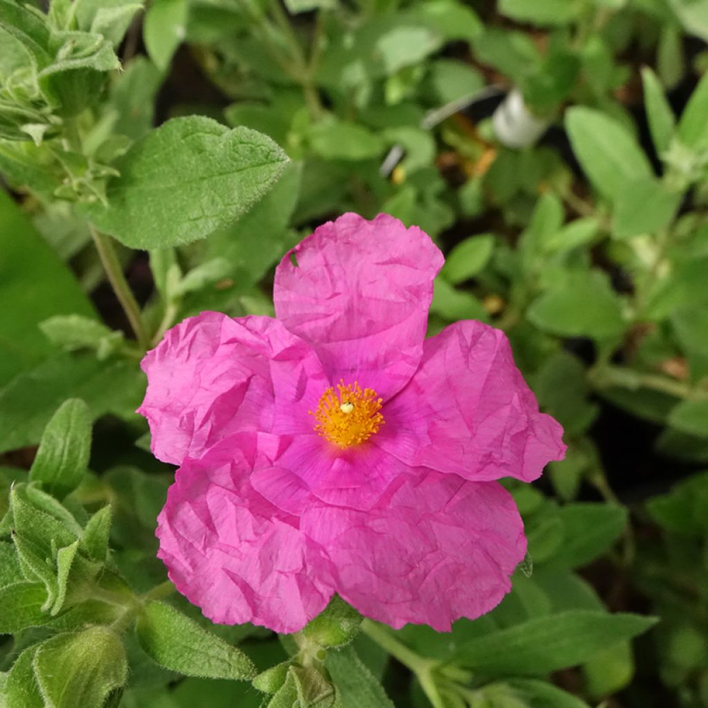 Cistus pulverulentus Sunset - Ciste pulvérulent